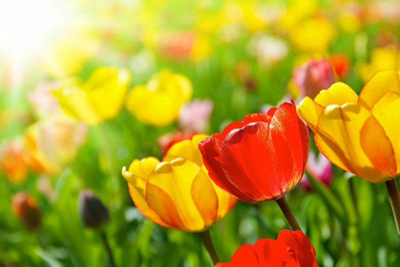 Fleurs-de-printemps